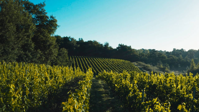 Vignobles Baylet - Château Puy Marceau - Rouge - 2019