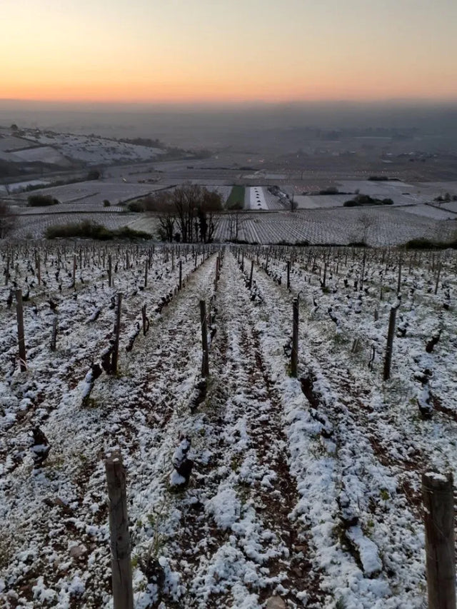 Domaine Voarick - Mercurey - Aop Mercurey - 2019