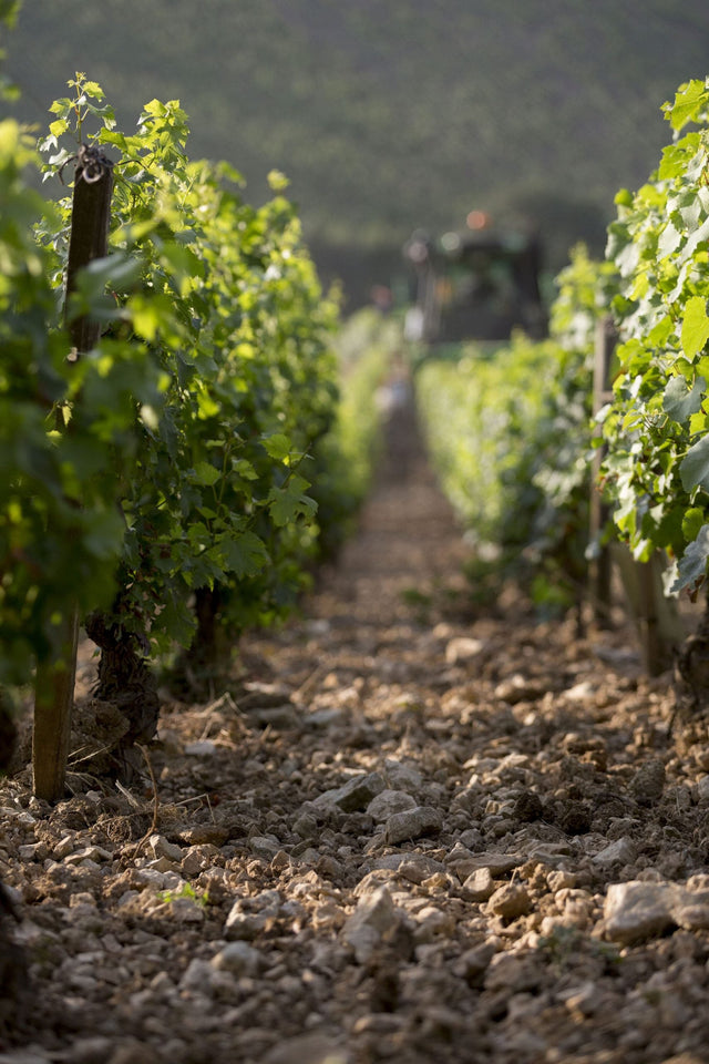 Domaine Thierry Mortet - Gevrey Chambertin - Rouge - 2015