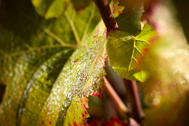 Domaine David Duband - Nuits Saint Georges - Aop Nuit Saint Georges - 2020