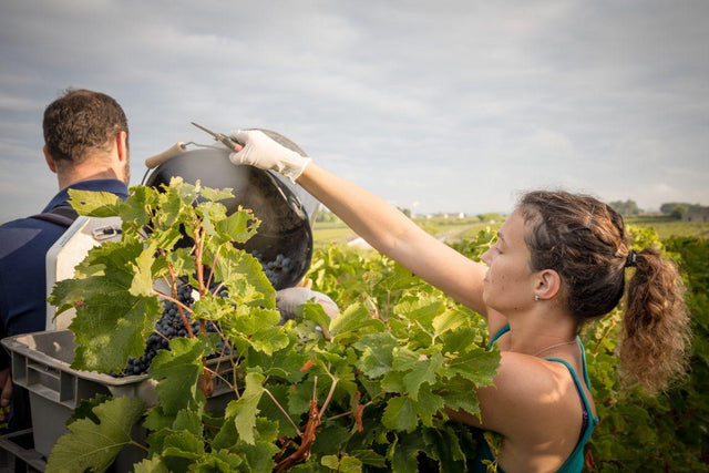 Château Troplong Mondot - Mondot By Troplong Mondot - Aop Saint Emilion Grand Cru - 2018